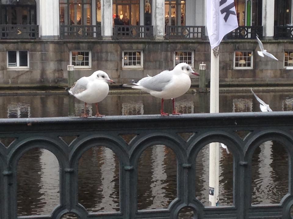 Seagulls