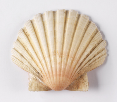 A scallop or: A shell makes for a good pilgrimage